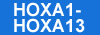 HOX1-Hox13